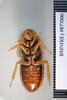 CollectionObject 1552783; NHMUK(SF IMPORT DUPLICATE) BMNH(E) 877000, 570703e4-4421-4865-9ab8-1cf7ed076049: Copyright NHM, London. Holotype female of synonym Periplaneta insolita, ventral view. (CollectionObject).