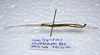 CollectionObject 1576083; 1909b162-5a42-469a-9fb4-e33dfcb32d59: copyright FRCS, Sabah. male, lateral view (holotype). (CollectionObject).