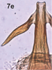 Aedeagus, ventral view on Bretega ensiverpa Stiller, 2017: Aedeagus, dorsal view. (Observation).