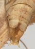 CollectionObject 1527092; ae1f098b-1048-4f8a-9c3e-401653cec50e: male cerci (holotype). (CollectionObject).