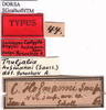 CollectionObject 1530714; c16f3956-1460-43d6-93eb-59af9a918b13: labels (lectotype). (CollectionObject).
