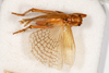 CollectionObject 1531281; NMW 20.797, 2936d24a-e5b6-4510-a9f0-46e6ba844af3: male, dorsal view (holotype). (CollectionObject).