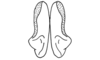 Anablysis pantherina Gerstaecker, 1889: Fig. 68. aedeagus, ventral view. (Otu).