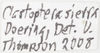 Other on Clastoptera sierra Doering, 1929: (Observation).