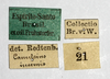 CollectionObject 1591711; NMW 74''', 1c314021-b4ad-42f9-b9a6-2f3e3535509e: copyright NMW. male data labels (lectotype). (CollectionObject).