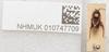 CollectionObject 1596996; 3c5e5712-99b6-4464-a4de-e59c7928ef87: Kanigara fumosa. Paratype- dorsal habitus. (BMNH) - (CC BY-NC 4.0) Photo by Stuart Cole, reproduced with permission from the Natural History Museum, London, UK. (CollectionObject).