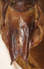 CollectionObject 1586781; 7f96ef9e-5ae2-426f-a0b7-8226d26996ea: male, subgenital plate, scale bar = 2 mm. (CollectionObject).