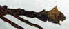 CollectionObject 1558486; a195cfac-cb9b-41fe-b888-95c826103704: copyright NMW, Vienna. male: end of abdomen, lateral view (holotype). (CollectionObject).