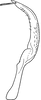 Stylus: Stylus (I. marginalis Vilbaste, 1968). (Observation).