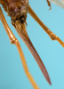 ovipositor dorso-lateral view (paratype of Agraecia incognita). Depicts CollectionObject 1542896; DEES MZLQ-I0109''', 1da98331-b613-4b14-abb9-866f05ac958c, a CollectionObject.