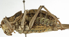 CollectionObject 1529602; 2c927482-d6aa-433d-9169-15803ad821c9: female, lateral view (syntype). (CollectionObject).