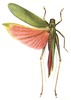Calopsyra (Rhodopsyra) muricetincta (Karny, 1926): Pl. IV, Fig. 2. female, dorsal view (tegmina length 44.4 mm). (Otu).