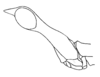 Paraproscopia aberrans (Hebard, 1923): Pl. 12, Fig. 12 (after type). male, head, lateral view. (Otu).