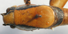 CollectionObject 1517151; 1573f69b-a633-4b81-97a4-3d4bc7b93ecf: male pronotum dorsal (holotype). (CollectionObject).