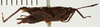 CollectionObject 1529894; 167722f3-fd61-4d51-942c-570b312c93a0, NRM-ORTH0012904: female, lateral view (lectotype). (CollectionObject).