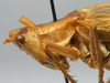 CollectionObject 1520753; 7bbb559f-bb5c-4dac-8fa4-bc3dfe74c350: female pronotum, lateral view (paralectotype). (CollectionObject).