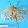 CollectionObject 1578131; 86317484-1fdc-45b0-93b6-4721746eac64: male, dorsal view. (CollectionObject).