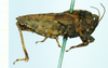 male (syntype), lateral view. Depicts CollectionObject 1593706; 82acef77-af53-4d05-a625-e85090a510e9, a CollectionObject.