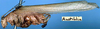 CollectionObject 1517204; e8e24a73-0209-4baa-a02d-4bc2f9a47c01: male, lateral view (holotype). (CollectionObject).