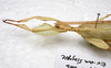 CollectionObject 1581343; a2b3837b-149d-4220-98cf-bd80f151703c: copyright ZRC Singapore. male: head & thorax, lateral view (paratype). (CollectionObject).;CollectionObject 1581344; 10a2ae77-0789-48d0-8ed5-f68a7fd10f6d: copyright ZRC Singapore. male: head & thorax, lateral view (paratype). (CollectionObject).