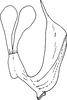 Aedeagus, lateral view on Arboridia (Arboridia) lamellaris Sohi, Mann & Shenhmar, 1987: Aedeagus, lateral view. (Observation).