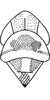Head: !! display not done !! on Qadria pakistanica (Ahmed, 1969): Head, pro-, and mesothorax. (Observation).