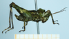 CollectionObject 1597055; c7683e8d-a5df-41c7-9620-255a44f67144: male (no type), lateral view. (CollectionObject).