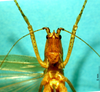 CollectionObject 1520481; 86885292-4e08-4a1b-9068-b02b76089abe: female Frons. (CollectionObject).