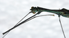 CollectionObject 1580874; 884ff6be-8e0d-4575-b37f-fc50728f67f0: copyright FRCS Sabah. male: head & thorax (paratype). (CollectionObject).