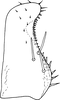 Subgenital plate, ventral view on Anufrievia parisakazu Cao & Zhang, 2018: Subgenital plate. (Observation).