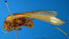 CollectionObject 1475812; ab271183-163a-4942-99ae-f3626f01b929: male, lateral view (syntype). (CollectionObject).