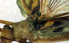 CollectionObject 1500640; 8569f306-b1e4-4148-a76a-1efe8f8ac301, DORSA BTstedilS01: female, dorsal view (lectotype). (CollectionObject).