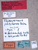 CollectionObject 1534546; f649ad2b-bec5-4fe1-94b6-fc317d6b3723: labels (holotype of Choeroparnops platythorax). (CollectionObject).