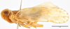 Habitus, lateral view: !! display not done !! on Colvanalia taffini (Bonfils, 1983): (Observation).