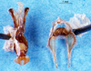 CollectionObject 1505071; 39f99438-684a-496c-ab17-f3d50835ce82, DORSA D005AM01: male genitalia (holotype). (CollectionObject).