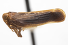 Habitus, lateral view: (Observation).