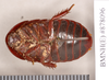 Hyposphaeria stylifera (Burmeister, 1838): Holotype, female, ventral. BMNH(E)#878096. (Otu).