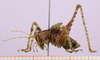 CollectionObject 1503563; ZFMK ZFMK-ORT-00010769, 89551536-ee8e-46a8-88b7-a5732125a515: male, lateral view, antennae broken (holotype). (CollectionObject).