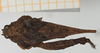 CollectionObject 1584030; 9eb4cd3e-ab79-4361-9e2e-2ca8b57cff98: female, dorsal view (syntype). (CollectionObject).