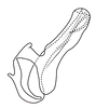 Aedeagus, lateral view on Coarctana nigromedia Domahovski & Cavichioli, 2023: Male holotype [DZUP]: aedeagus, lateral view. (Observation).