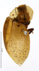 Phoraspis leucogramma Perty, 1832: CC BY-NC-ND 4.0/MNHN - Depraetere Marion - 2014. Type, female, of conspersa Brullé, 1835. Specimen number: MNHN-EP-EP1167. http://coldb.mnhn.fr/catalognumber/mnhn/ep/ep1167. (Otu).