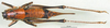 CollectionObject 1501814; 05c1959a-9633-4360-b141-88157ef8aa5e: female, dorsal view (syntype). (CollectionObject).
