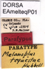 CollectionObject 1581434; a91dad15-5826-4345-9785-8812c703cc88: labels (paratype). (CollectionObject).