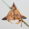 Head: !! display not done !! on Heliria strombergi Goding, 1893: (Observation).