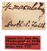 labels (holotype of Acrydium quadrimaculatum). Depicts CollectionObject 1531171; UZIU Thunberg Collection nr 222188', 070ff06d-b794-4d63-86ab-e193a76d7aac, a CollectionObject.