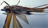 CollectionObject 1506475; MHNG 3225777, b9ca49f8-4cce-4863-a9f8-edfbeeb8cceb: female ventral view. (CollectionObject).