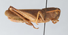 CollectionObject 2867362; CNCI 981508, 4b028481-e7e4-4d6d-bb01-8c40ea5e0b38: Schistocerca damnifica. Lateral view. (CollectionObject).