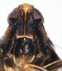 Head: !! display not done !! on Pissonotus melanurus Van Duzee, 1917: (Observation).