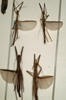 CollectionObject 1557179; 05742aea-1eb3-4dcd-8a41-abf434718376: copyright NMW, Vienna. male and female (syntypes). (CollectionObject).;CollectionObject 1557180; e6f245ef-e531-4bc4-848c-e42120af3f4f: copyright NMW, Vienna. male and female (syntypes). (CollectionObject).