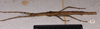 CollectionObject 1598194; QM T246604, f25ba443-f74d-4cfe-b81a-ad7eb39949d7: copyright QM. female, lateral view (holotype). (CollectionObject).